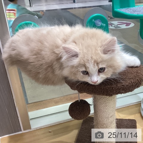 スコティッシュフォールドの写真