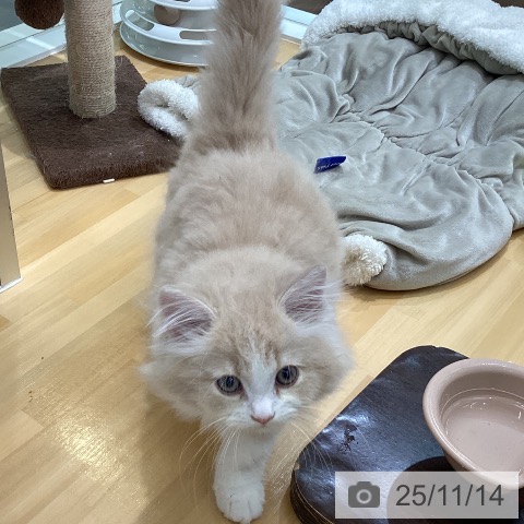 スコティッシュフォールドの写真