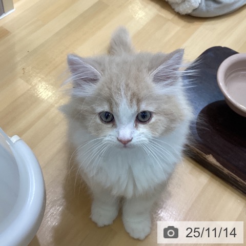 スコティッシュフォールドの写真