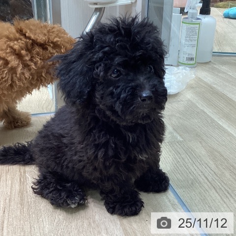 トイ・プードルの写真