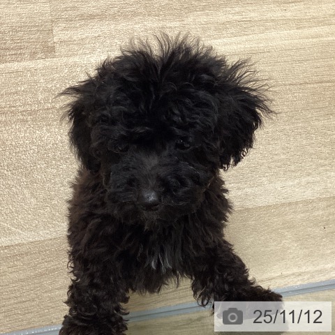 トイ・プードルの写真