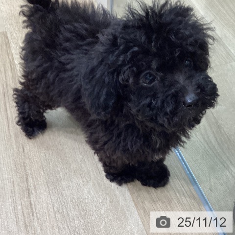 トイ・プードルの写真