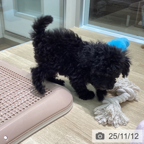 トイ・プードルの写真