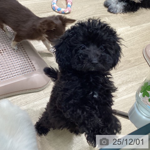 愛知県のトイプードル(トイ) (ペットプラス 千音寺店/2025年9月5日生まれ/男の子/シルバー)の子犬の4枚目の画像