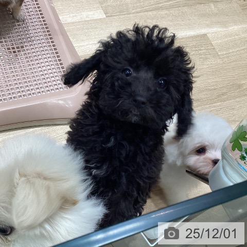 愛知県のトイプードル(トイ) (ペットプラス 千音寺店/2025年9月5日生まれ/男の子/シルバー)の子犬の3枚目の画像