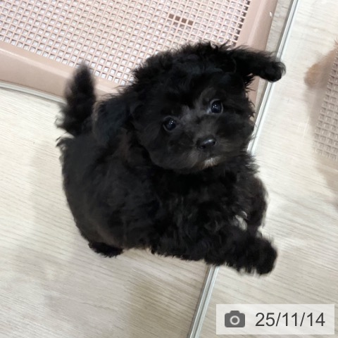 トイ・プードルの写真