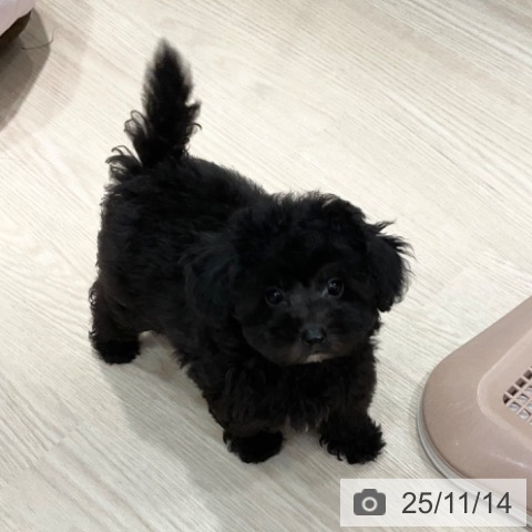 トイ・プードルの写真