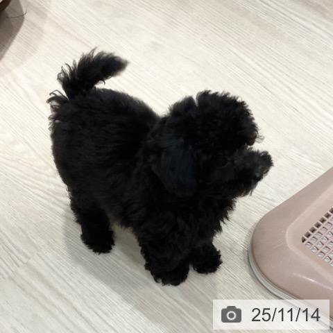 トイ・プードルの写真