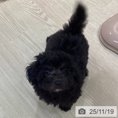 愛知県のトイプードル(トイ) (ペットプラス イオンモール長久手店/2025年9月5日生まれ/男の子/シルバー)の子犬の4枚目の画像