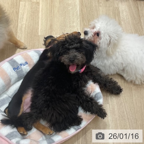 愛知県のトイプードル(トイ) (ペットプラス 上飯田店/2025年9月5日生まれ/男の子/シルバー)の子犬の4枚目の画像