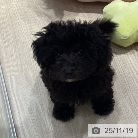 愛知県のトイプードル(トイ) (ペットプラス イオンモール長久手店/2025年9月5日生まれ/男の子/シルバー)の子犬の3枚目の画像