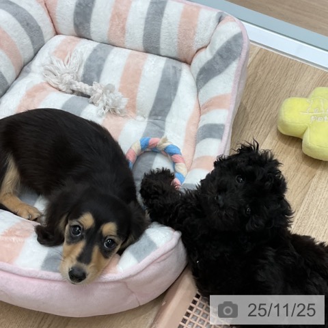 愛知県のトイプードル(トイ) (ペットプラス 東浦店/2025年9月5日生まれ/男の子/シルバー)の子犬の3枚目の画像