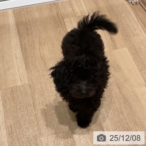 三重県のトイプードル(トイ) (ペットプラス 鈴鹿店/2025年9月5日生まれ/女の子/シルバー)の子犬の4枚目の画像