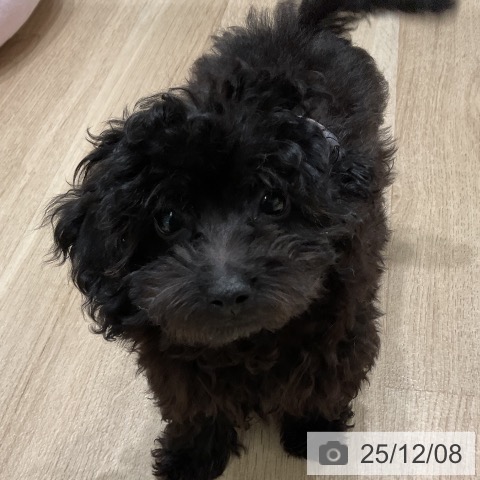 三重県のトイプードル(トイ) (ペットプラス 鈴鹿店/2025年9月5日生まれ/女の子/シルバー)の子犬の3枚目の画像