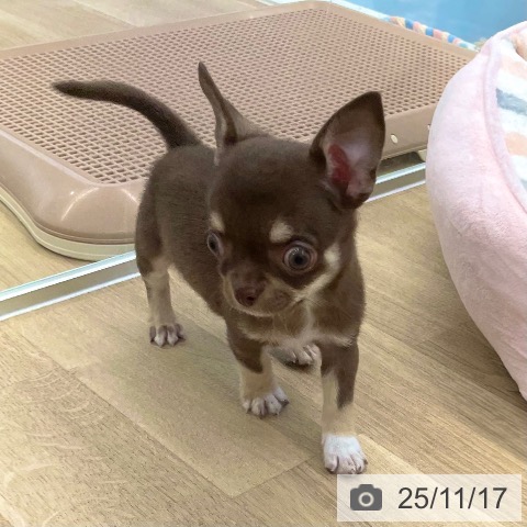 香川県のチワワ(ロング) (ペットプラス 高松店/2025年9月7日生まれ/男の子/チョコレートクリーム)の子犬の4枚目の画像