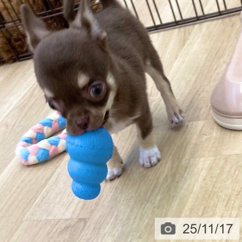 香川県のチワワ(ロング) (ペットプラス 高松店/2025年9月7日生まれ/男の子/チョコレートクリーム)の子犬の4枚目の画像