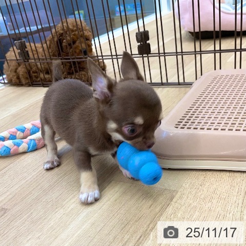 香川県のチワワ(ロング) (ペットプラス 高松店/2025年9月7日生まれ/男の子/チョコレートクリーム)の子犬の3枚目の画像