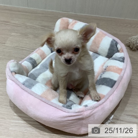 岡山県のチワワ(ロング) (ペットプラス 岡山店/2025年9月1日生まれ/男の子/クリーム)の子犬の3枚目の画像