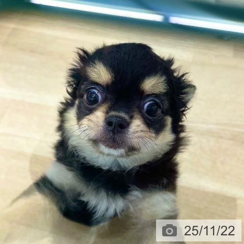 愛媛県のチワワ(ロング) (ペットプラス 新居浜店/2025年9月1日生まれ/女の子/ブラッククリーム)の子犬の4枚目の画像