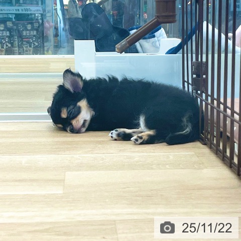 愛媛県のチワワ(ロング) (ペットプラス 新居浜店/2025年9月1日生まれ/女の子/ブラッククリーム)の子犬の3枚目の画像