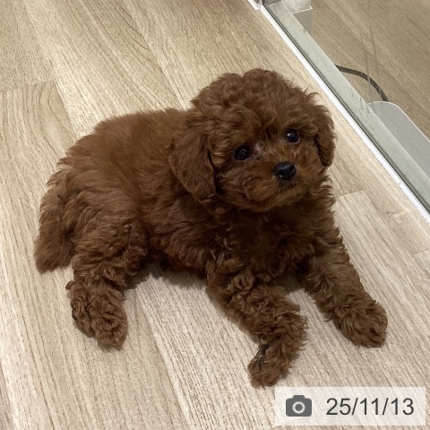 トイ・プードルの写真