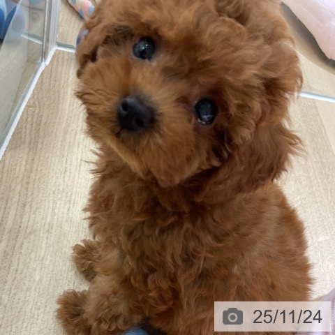 愛知県のトイプードル(トイ) (ペットプラス 豊田店/2025年9月9日生まれ/男の子/レッド)の子犬の4枚目の画像