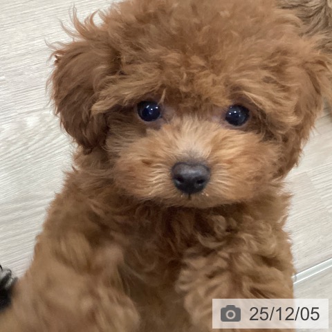 愛知県のトイプードル(トイ) (ペットプラス 豊田店/2025年9月9日生まれ/男の子/レッド)の子犬の3枚目の画像