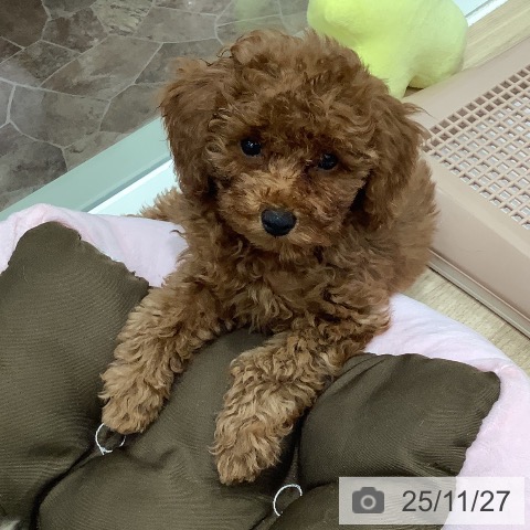 大阪府のトイプードル(トイ) (ペットプラス 大阪ドームシティ店/2025年9月12日生まれ/男の子/レッド)の子犬の4枚目の画像