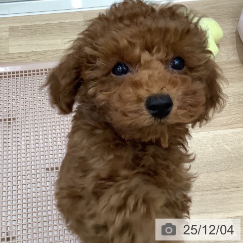 大阪府のトイプードル(トイ) (ペットプラス 大阪ドームシティ店/2025年9月12日生まれ/男の子/レッド)の子犬の3枚目の画像