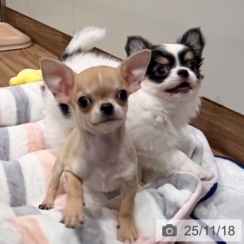 岡山県のチワワ(ロング) (ペッツワン 岡山南店/2025年9月12日生まれ/男の子/フォーンホワイト)の子犬の4枚目の画像