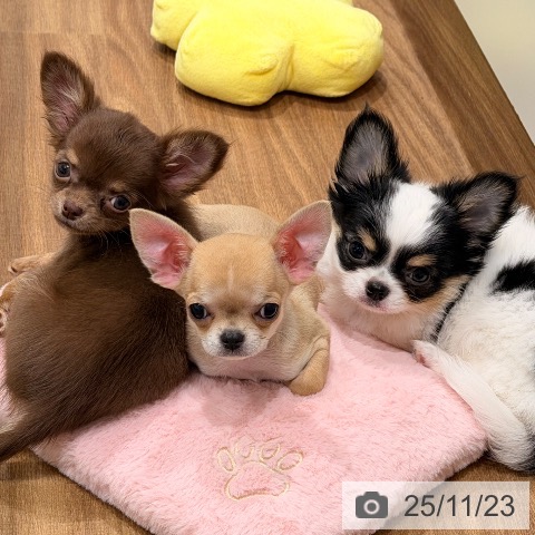 岡山県のチワワ(ロング) (ペッツワン 岡山南店/2025年9月12日生まれ/男の子/フォーンホワイト)の子犬の3枚目の画像