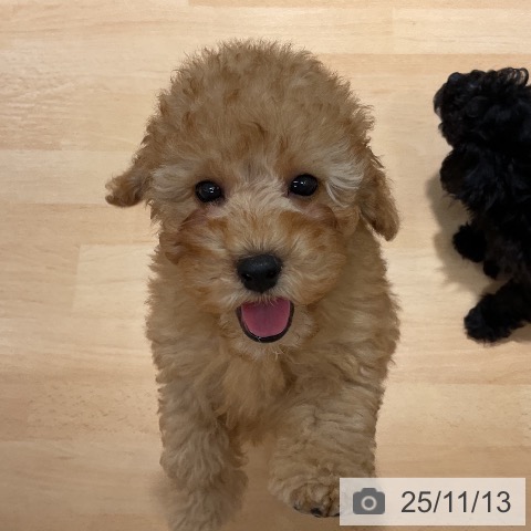 トイ・プードルの写真