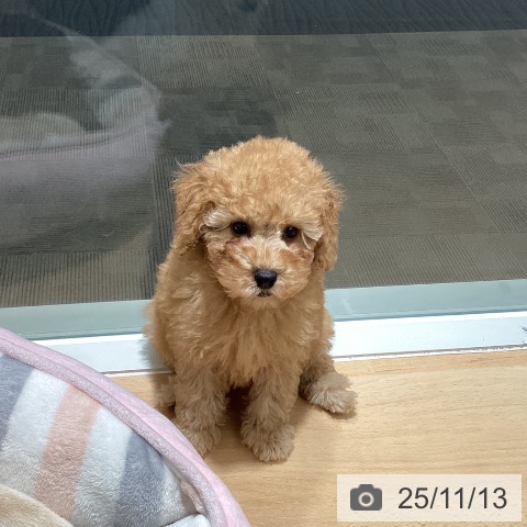 トイ・プードルの写真