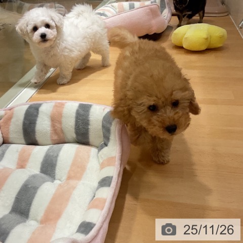 石川県のトイプードル(トイ) (ペットプラス 新小松店/2025年9月11日生まれ/男の子/オレンジフォーン)の子犬の3枚目の画像