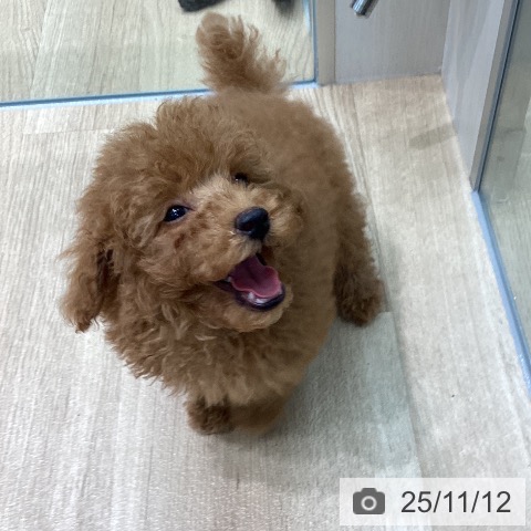 トイ・プードルの写真