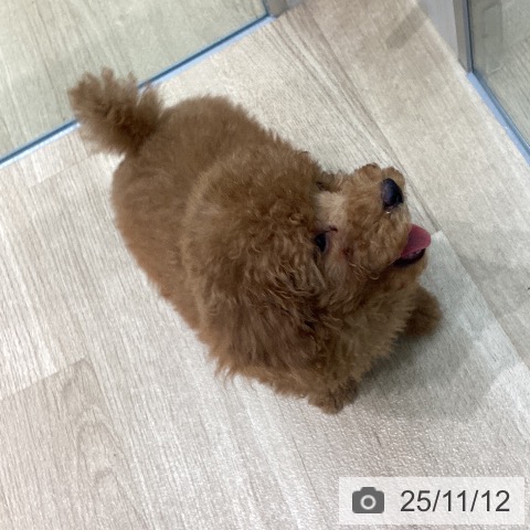 トイ・プードルの写真