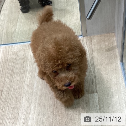 トイ・プードルの写真