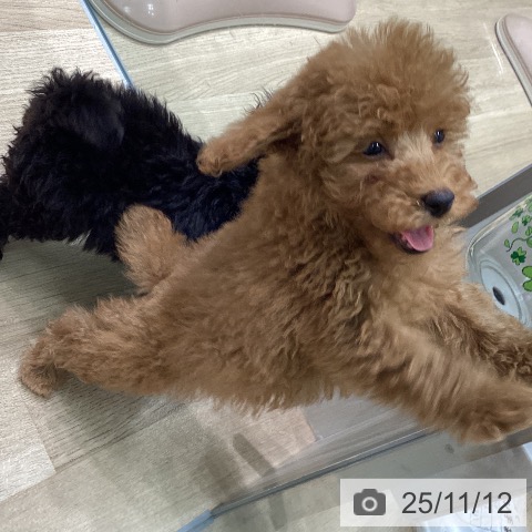 トイ・プードルの写真