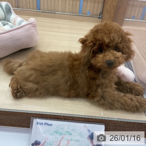 トイ・プードルの写真