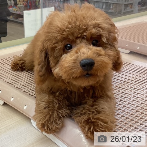 トイ・プードルの写真