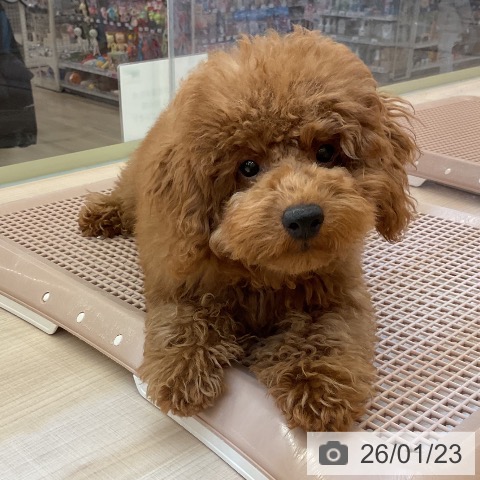 トイ・プードルの写真