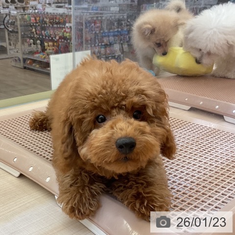 トイ・プードルの写真