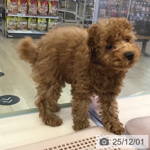 三重県のトイプードル(トイ) (ペッツワン 桑名店/2025年9月11日生まれ/男の子/オレンジフォーン)の子犬の4枚目の画像