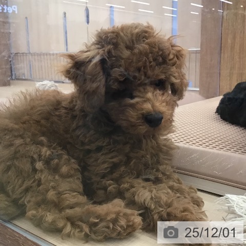 三重県のトイプードル(トイ) (ペッツワン 桑名店/2025年9月11日生まれ/男の子/オレンジフォーン)の子犬の3枚目の画像