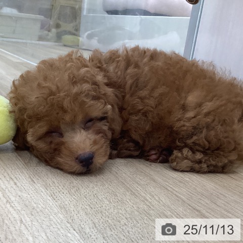 トイ・プードルの写真