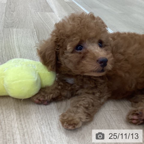 トイ・プードルの写真