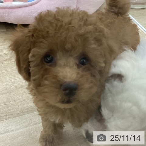 トイ・プードルの写真