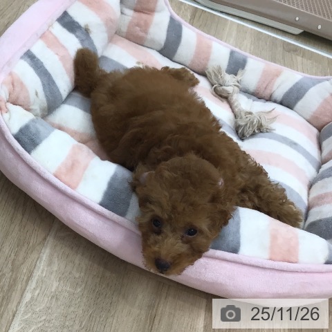 愛知県のトイプードル(トイ) (ペットプラス 千音寺店/2025年9月11日生まれ/女の子/オレンジフォーン)の子犬の4枚目の画像