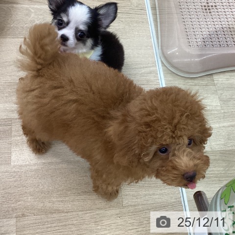 愛知県のトイプードル(トイ) (ペットプラス 千音寺店/2025年9月11日生まれ/女の子/オレンジフォーン)の子犬の3枚目の画像