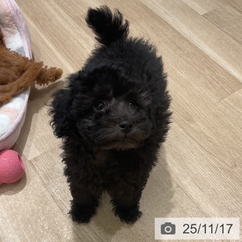 三重県のトイプードル(トイ) (ペットプラス 鈴鹿店/2025年9月10日生まれ/男の子/ブラック)の子犬の4枚目の画像